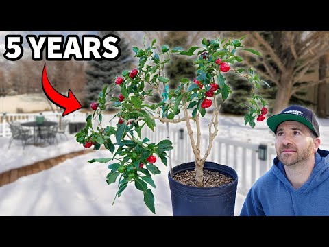 Видео: Я зимовал растения перца в течение 5 ЛЕТ... И ЭТО случилось!