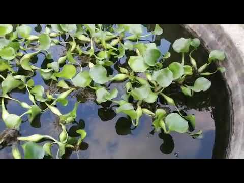 Видео: Эйрхорния-зелёный помощник в механической и биофильтрации в УЗВ
