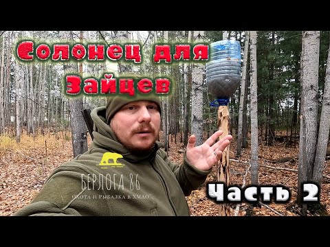 Видео: Солонец на зайцев !! Прошла неделя !! Посмотрим !!