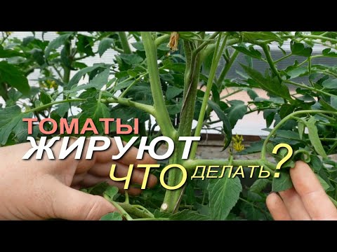 Видео: Несколько способов как остановить ЖИРОВАНИЕ ТОМАТОВ! Советы от ЗЕЛЕНОГО ОГОРОДА!