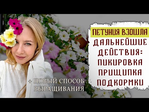 Видео: Когда пикировать петунию? Какой объем емкости нужен рассаде? Когда начинать подкармливать петунию?