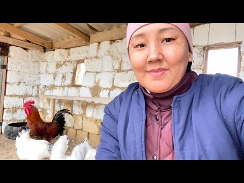 Видео: Тауықты қалай бағып жүргенімді көру үшін видеоны соңына дейін қараңыздар🐔