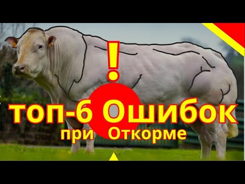 Видео: 6 ошибок в откорме бычков | откорм КРС