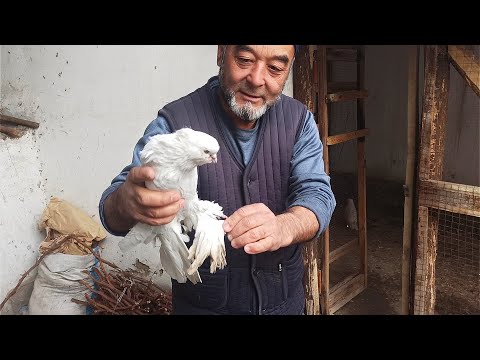 Видео: Андижаниский кабутарлар тоза парода 📞944319135 Шолдрама калта тумшук KAPTARLAR TOZA ANDIJANISKIY ZOT