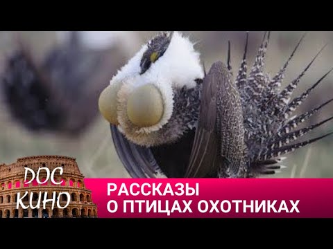 Видео: 🎭 РАССКАЗЫ О ПТИЦАХ ОХОТНИКАХ🌎 ДОКУМЕНТАЛЬНОЕ КИНО 🎆 2023