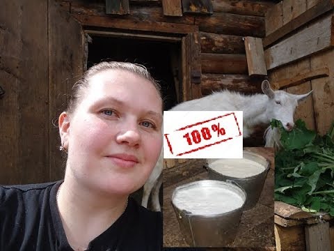 Видео: Как я нашла способ увеличить надой молока...