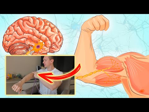 Видео: Как развить Нейромышечную связь