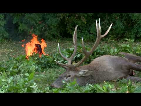 Видео: Дивият свят на Русенски лом DE