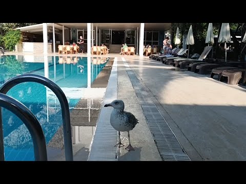 Видео: Отель Гранд Дерин. Утро в отеле, завтрак. Чайка? Бельдиби. Кемер. Май 2024.