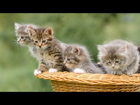 Видео: Расслабляющая медитация под пение птиц и ветер 😽 Музыка арфы с теплыми и комфортными битами для ...