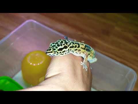 Видео: Новый питомец