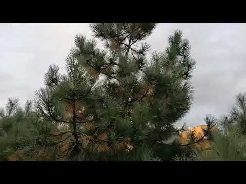 Видео: Сосна черная (Pinus nigra), сосна горная древовидная (Pinus mugo var. Uncinata)