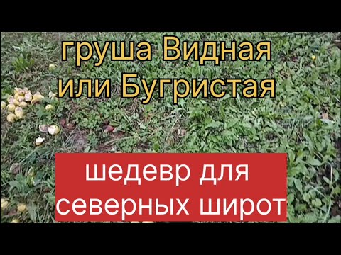 Видео: Груша Видная или Бугристая. Шедевр для северных широт.