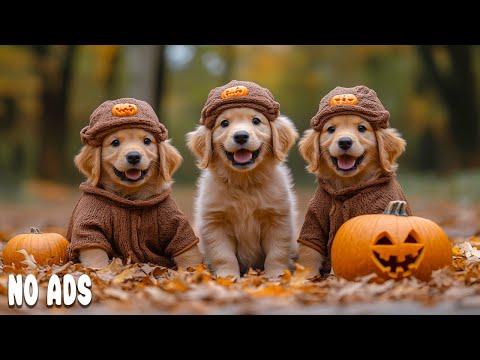 Видео: 12 Часов Собачьего ТВ для Просмотра🐶Видео от Тревоги для Собак Одних Дома🌈Исцеление Расслабление