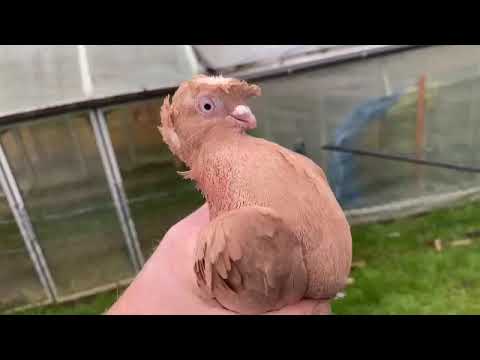 Видео: Узбекские бойные голуби Сергея (Германия) Pigeon culbutant Ouzbékistan