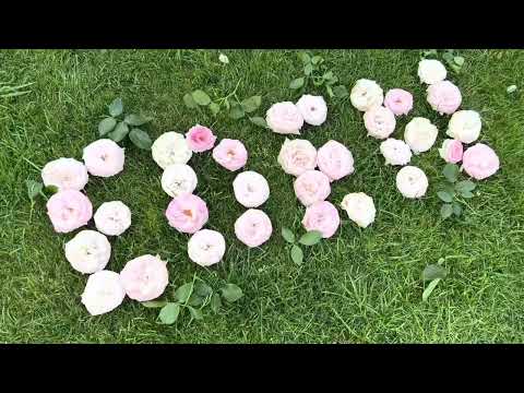 Видео: Розы Розоман Жанон, Сезар, Жасмина и другие 13.07.2022