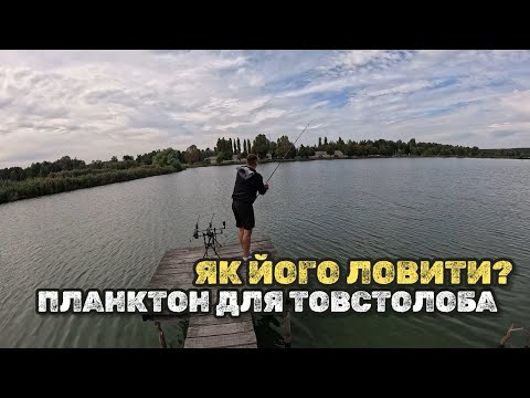 Видео: МІШКА НЕ БУДЕ - АЛЕ ТОВСТОЛОБА ЗЛОВИМО! ЯКИЙ ТЕХНОПЛАНКТОН НАЙКРАЩЕ ПІДХОДИТЬ? ЛОВИМО ТОВСТОЛОБА! 