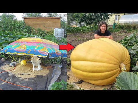 Видео: Ускоренный рост тыквы 501 кг / 1104 lb Giant Pumpkin Timelapse