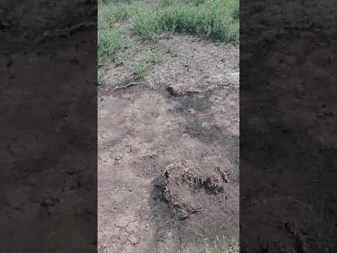 Видео: Горчак меры борьбы