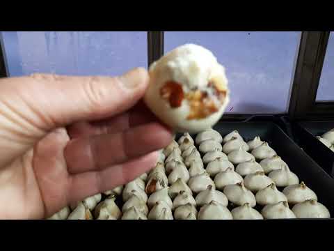 Видео: Выгонка тюльпанов в помещении. Состояние  на 13-е января 2025. Тюмень.