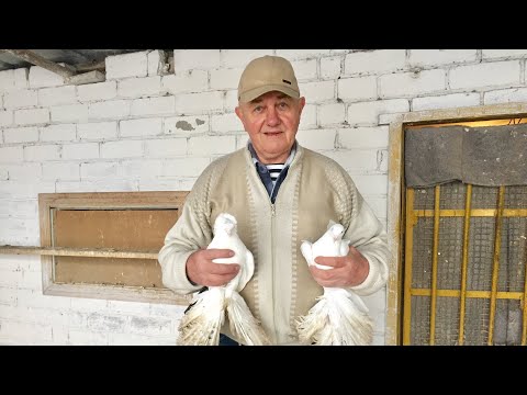 Видео: Коллекция Северокавказских Бойных Голубей! В гостях у Николая Георгиевича Исаенко! 📞 +79097651548