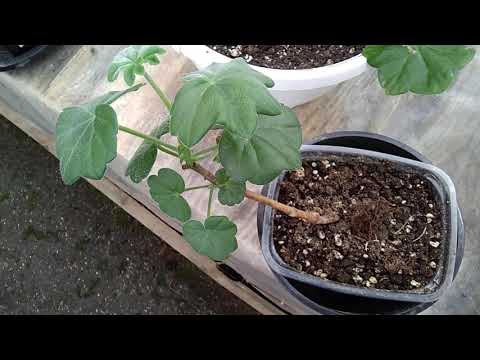 Видео: # 5.Получила некачественные черенки пеларгонии, что делать?