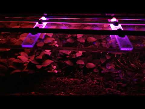 Видео: Мой аквариум 200 литров | Убрал систему СО2 | Буцефаландры растворились