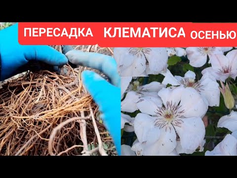 Видео: ПЕРЕСАДКА КЛЕМАТИСОВ ОСЕНЬЮ. ДЕЛЕНЬЕ КУСТА. ВСЕ ТОНКОСТИ.