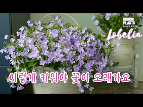 Видео: [4K] Если выращивать так, цветы будут стоять долго