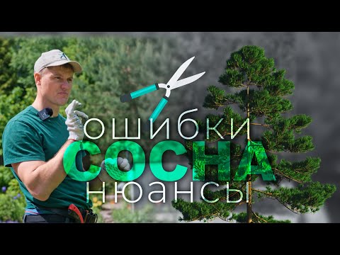 Видео: Обрезка сосны (ГОДОВЫЕ ПРИРОСТЫ) разбираем все нюансы!