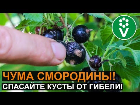 Видео: У смородины увядают побеги, цветки и ягоды? Это опасная болезнь!