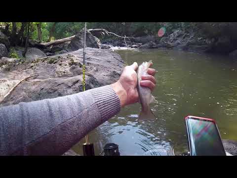 Видео: Рыбалка на Горную Форель в Армении. Июль 2020 /// Wild Trout Fishing in Armenia. July 2020