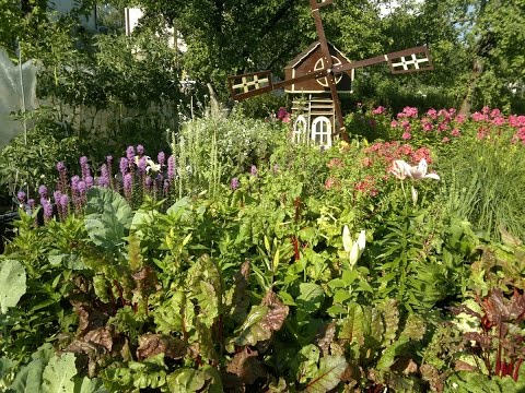 Видео: Огород  смешанные посадки.Советы огородникам.