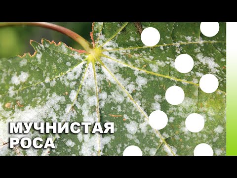 Видео: МУЧНИСТАЯ РОСА. Самые эффективные методы борьбы