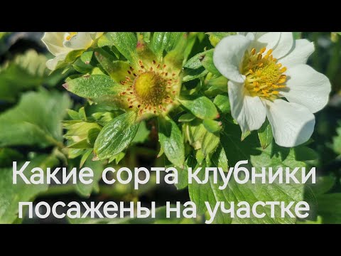 Видео: Самара. Обзор моего участка с клубникой 5 соток.