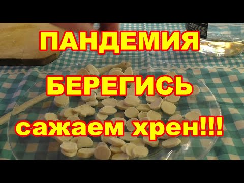 Видео: Посадка хрена осенью,черенками