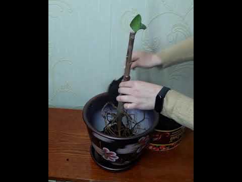 Видео: Омоложение фикус/ черенкование фикуса каучуконосного/ как омолодить и размножить фикус Эластику