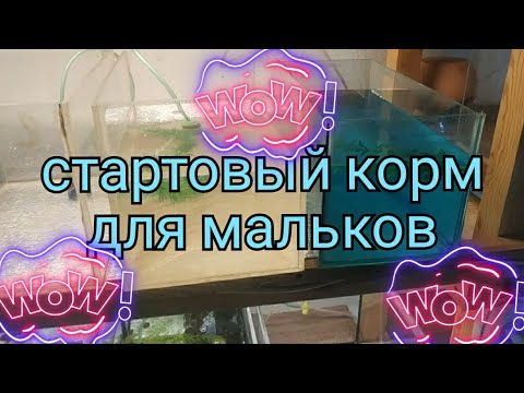 Видео: Мальки тернеции первое кормление и сортировка барбусов