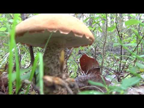 Видео: Поход в дальнее зимовье. Жара.