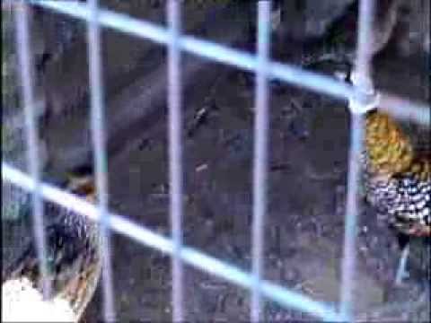 Видео: Фазаны. Полежай Виталий