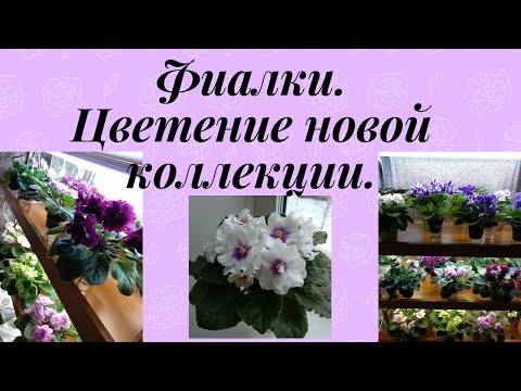 Видео: Фиалки. Не всеми довольна. Цветение моих новинок.