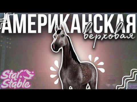 Видео: АМЕРИКАНСКАЯ ВЕРХОВАЯ•ВСЁ ПРО ПОРОДУ