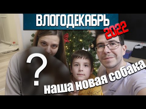 Видео: Наша новая собака - Влогодекабрь 2022