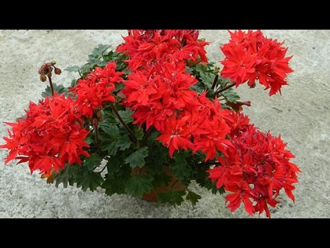 Видео: Звездчатые пеларгонии, СТЕЛЛАРЫ, обрезка и формирование, чтобы кустик был пышный