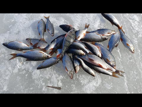 Видео: 22.03.25. Ловля плотвы на скользящую блесну.