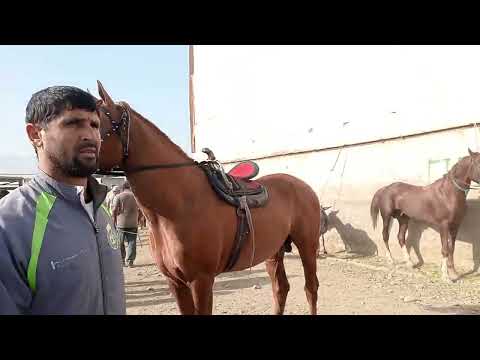 Видео: Аспбозори нохияи Рудаки чоршанбе бозор 30 июли 2025