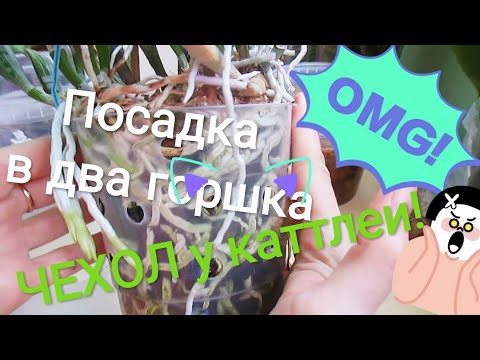 Видео: Каттлея будет расти в двух горшках. Чехол каттлеи. Корни спустя 1,5 года