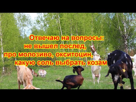 Видео: Отвечаю на вопросы: не вышел послед, про молозиво, окситоцин,  какую соль выбрать козам
