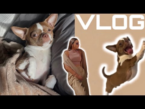 Видео: КАК ПРИУЧИТЬ ЩЕНКА К ПЕЛЕНКЕ/ОДИН ДЕНЬ ИЗ ЖИЗНИ/УТРО С ЧИХУАХУА/Vlog