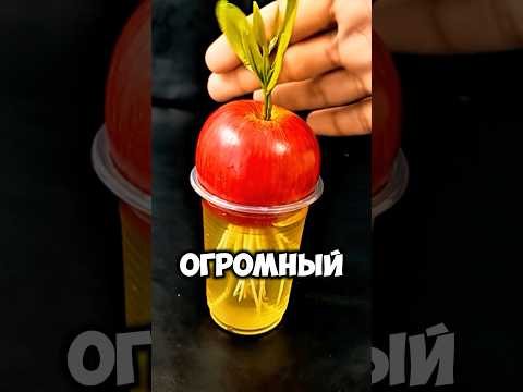 Видео: Яблоко + имбирь = яблоня👍 #дача #сад #shorts